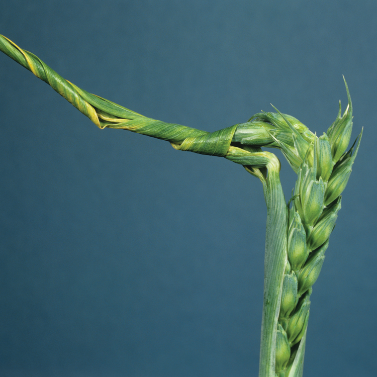 Signs of Nutrient Deficiencies in Your Crops.