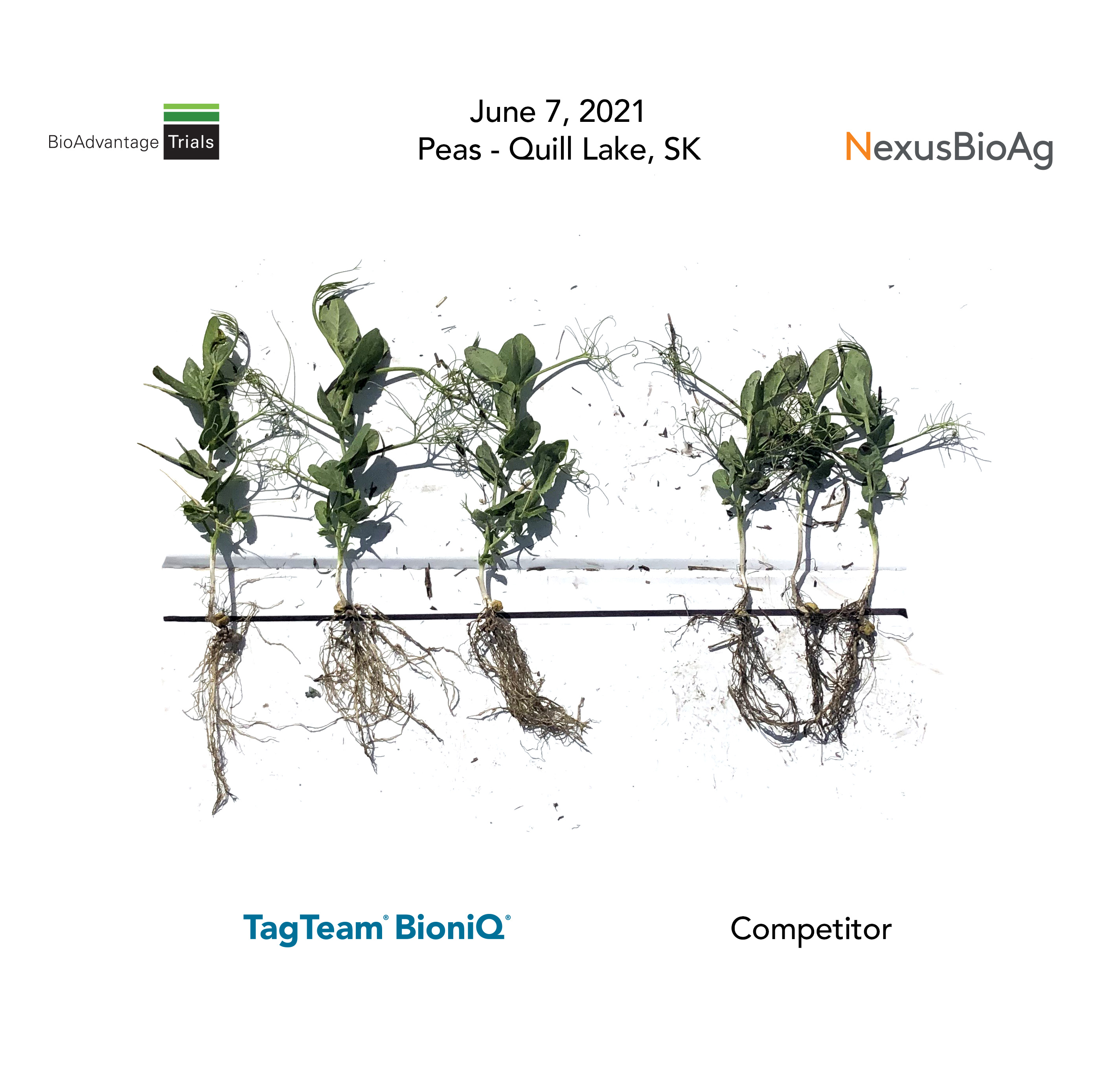 TagTeam BioniQ NexusBioAg
