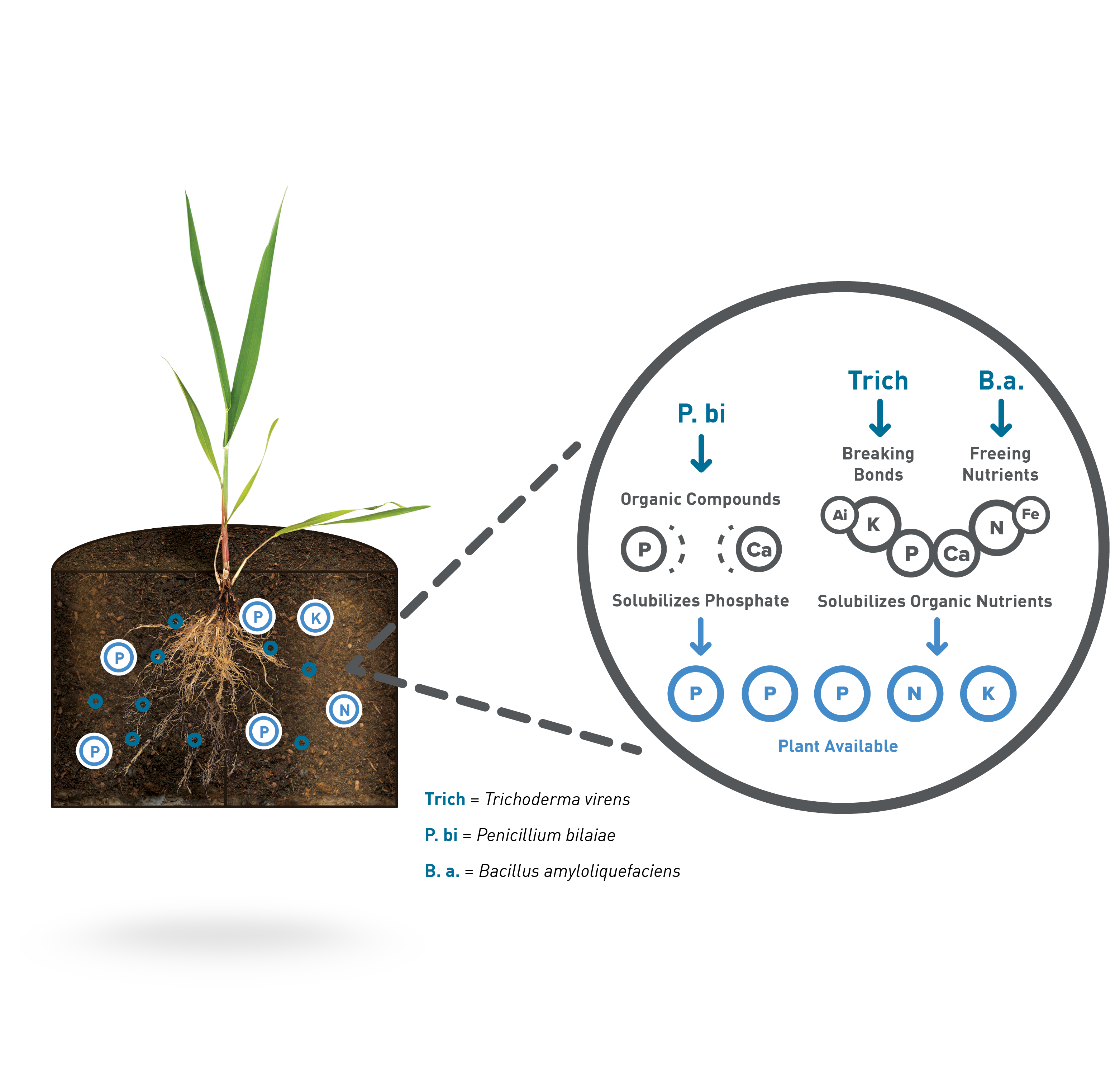 /_uploads/images/products/how-it-works/HowItWorks_BioniQ_Wheat.png